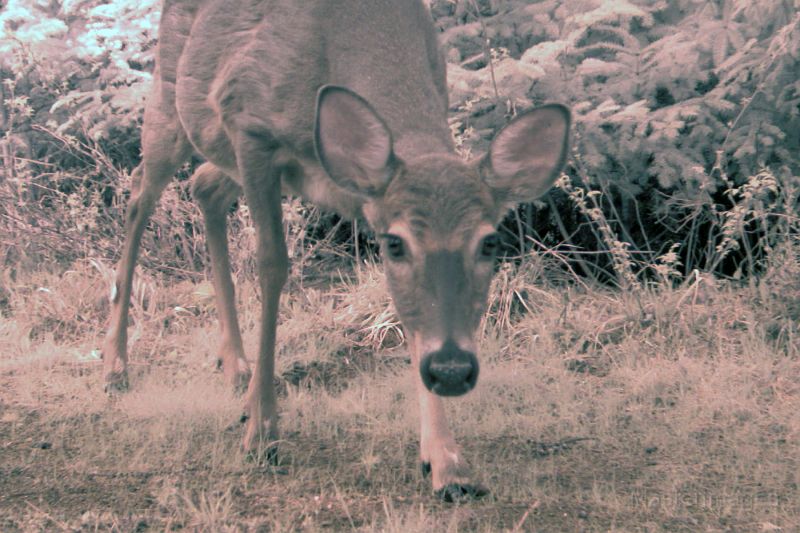 Deer_051711_0841hrs.jpg - White-tailed Deer (Odocoileus virginianus)